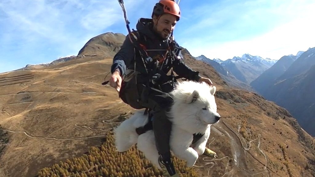 Flying with Pets: Is It Possible?